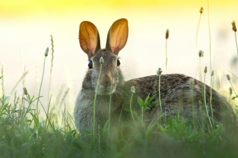 weed bunny